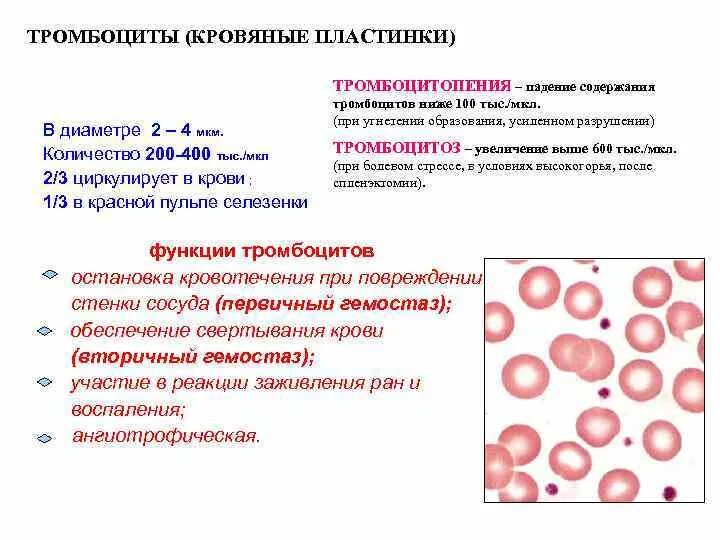 Почему снижаются тромбоциты. Показатели тромбоцитов при тромбоцитопении. Пониженные показатели тромбоцитов в крови. Показатели тромбоцитов в периферической крови. Содержание тромбоцитов в периферической крови.