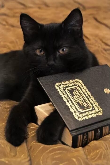 Padishah Emperor of The Known Universe on Twitter Cats, Cute baby cats, Cat meme
