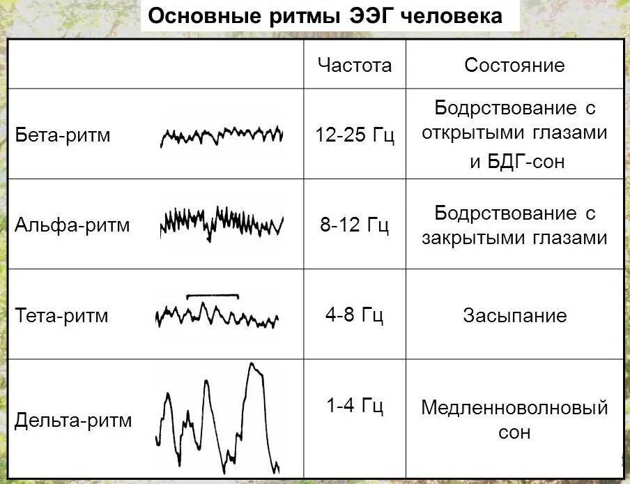 ЭЭГ головного мозга ритм Альфа ритм норма. Основные характеристики главных ритмов ЭЭГ.. ЭЭГ Альфа бета тета Дельта ритмы. Альфа ритм бета ритм тета ритм Дельта ритм ЭЭГ.