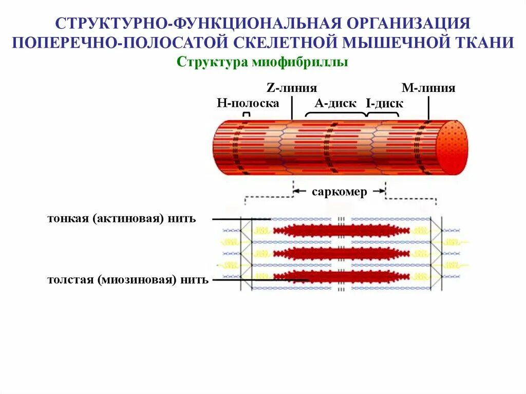 Каким номером на рисунке обозначена миофибрилла. Поперечно полосатая Скелетная ткань строение. Схема саркомера миофибриллы мышечного волокна. Мышечная гладкая строение. Строение и структура мышечного волокна.