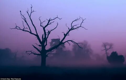 Scary tree