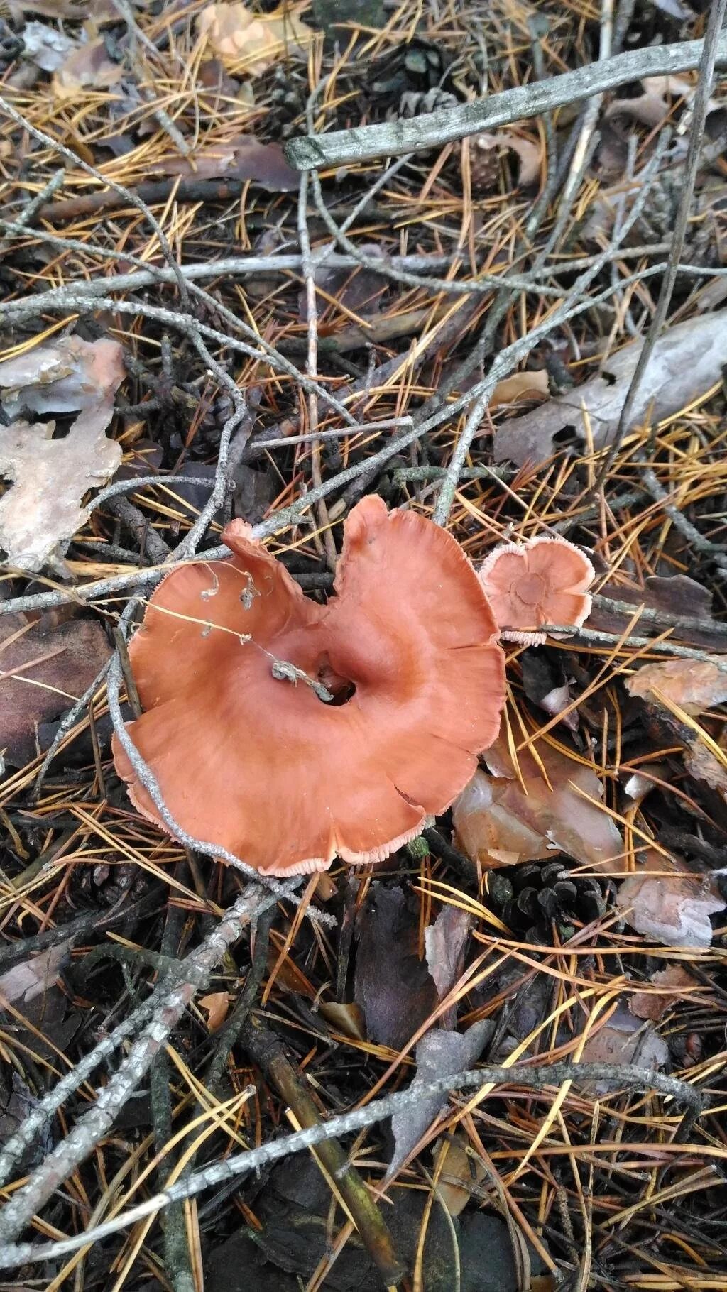 Почвенный гриб в цветах. Бабуры грибы. Бабур фото. Бабуры грибы. Сморчки грибы.