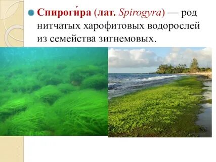 Спирогира это какая водоросль