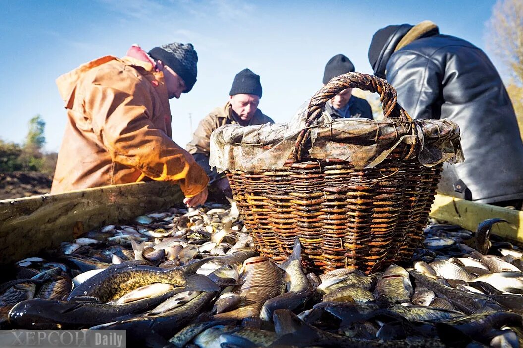 Рыболовство это сельское хозяйство. Улов рыбы. Рыбные промыслы. Рыбный промысел. Сельское хозяйство и промыслы