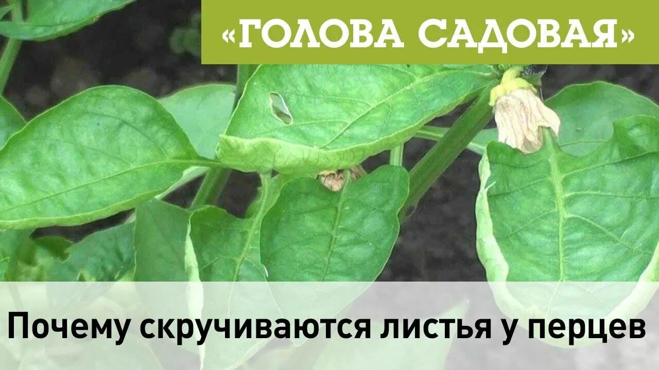 Скручиваются листья у перцев в теплице. Курчавость рассады перцев. скручиваются листья у рассады перца. у перца скручиваются верхние листья. перец закручиваются листья вверх.