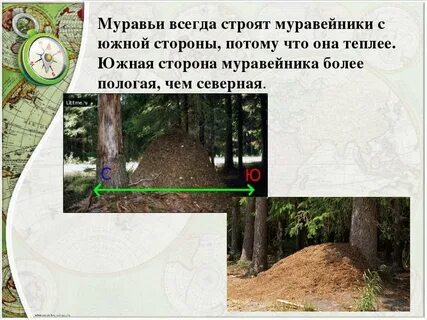 Стороны света по муравейнику