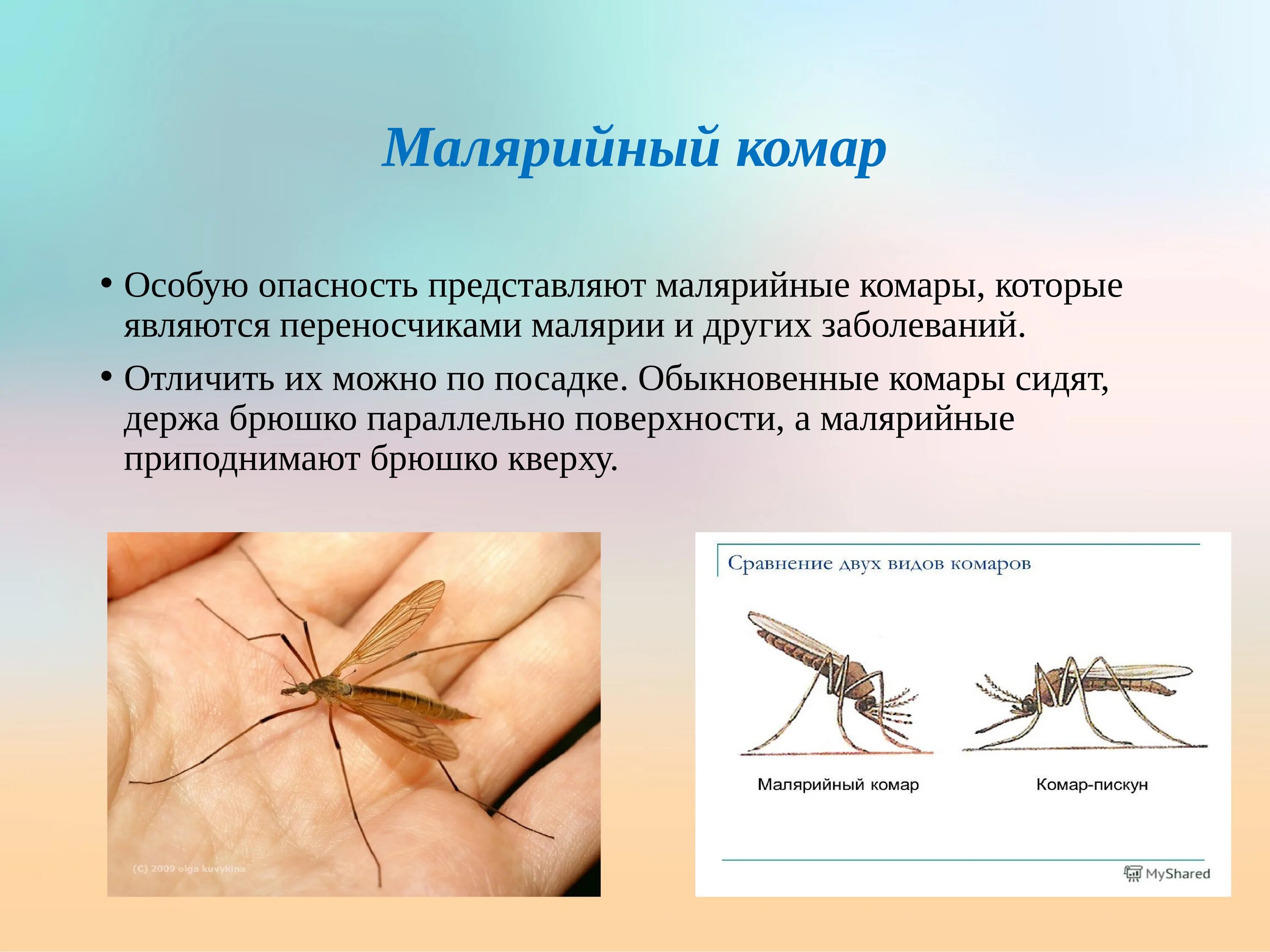 Какое развитие у малярийного комара. Малярийный комар и малярийный комар. Малярийный комар и Пискун. Малярийный комар опасен. Малярийный комар размер.
