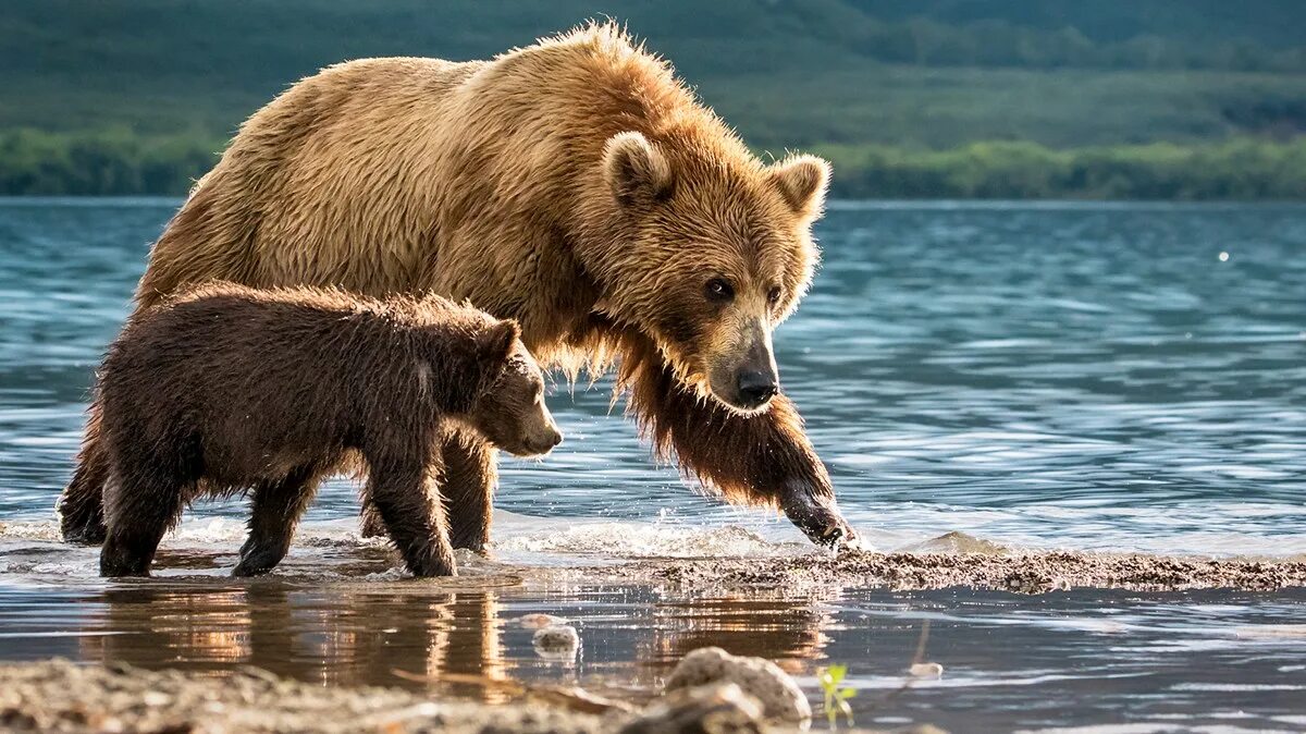 National Geographic Дикая природа. Медведь с медвежонком. Медведица с медвежатами. Природа и животные. Natural geographic