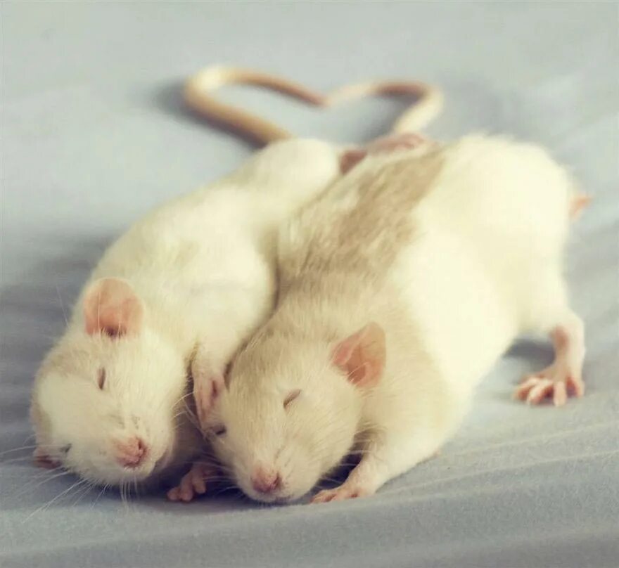 Домашние белые мыши. Милые крысы. Милая крыски. Крысы домашние. Крыски обнимаются.