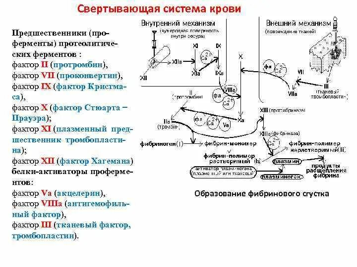 Схема антисвёртывающей системы крови. Свертывающая и противосвертывающая системы крови схема. Функции свертывающей системы. Факторы свертывающей и противосвертывающей системы крови. Система крови биохимия