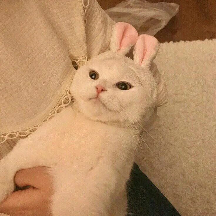 Pin su cat Cuccioli di animale, Adorabili gattini, Immagini di gatti divertenti