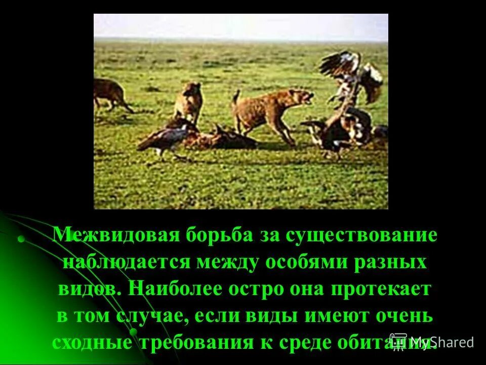 борьба за существование протекает наиболее остро при. укажите пример наиболее острой борьбы за существование. борьба за существование наиболее остро. борьба за существование наиболее остро. борьба за существование наиболее остро.