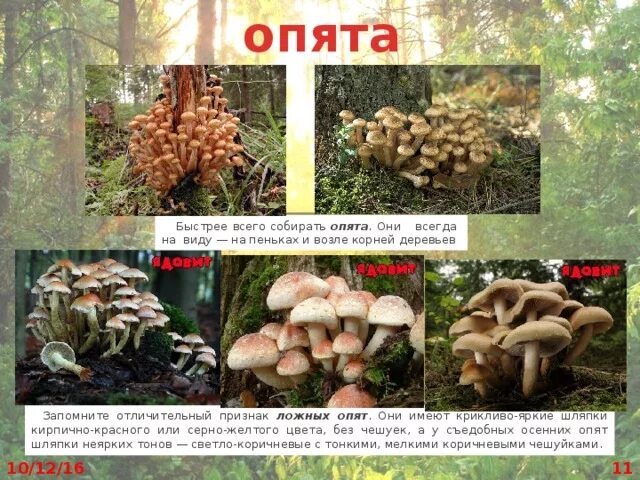 Чем отличаются летние и осенние опята?