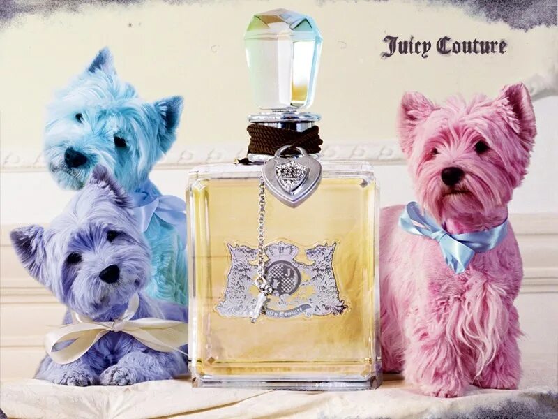 Парфюм для собак. Juicy Couture Perfume. Джуси Кутюр духи. Духи для собак. Духи с собачкой.