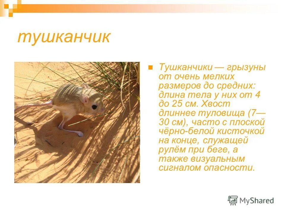 Сообщение о животном пустыни 4 класс. Животные пустыни рассказ тушканчик. паспорт животного пустыни тушканчик. животные пустыни доклад 4 класс тушканчик. животные пустыни 4 класс тушканчик.