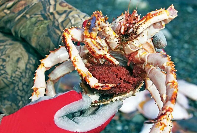 Крабовая икра. Фаланги камчатского краба. Крабья икра. Крабовая икра. Самка камчатского краба с икрой.