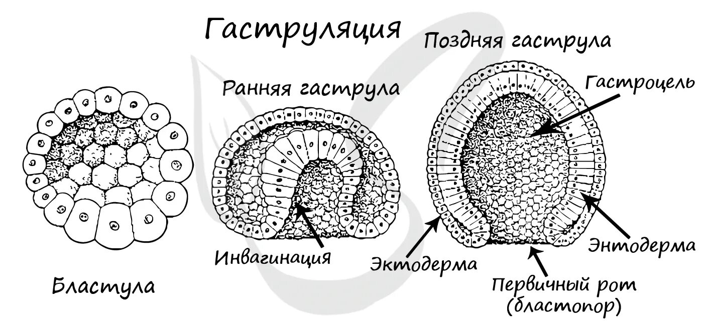 Бластуляция и гаструляция. Инвагинация бластулы. Инвагинация стенки бластулы. Строение бластулы гаструлы и нейрулы.