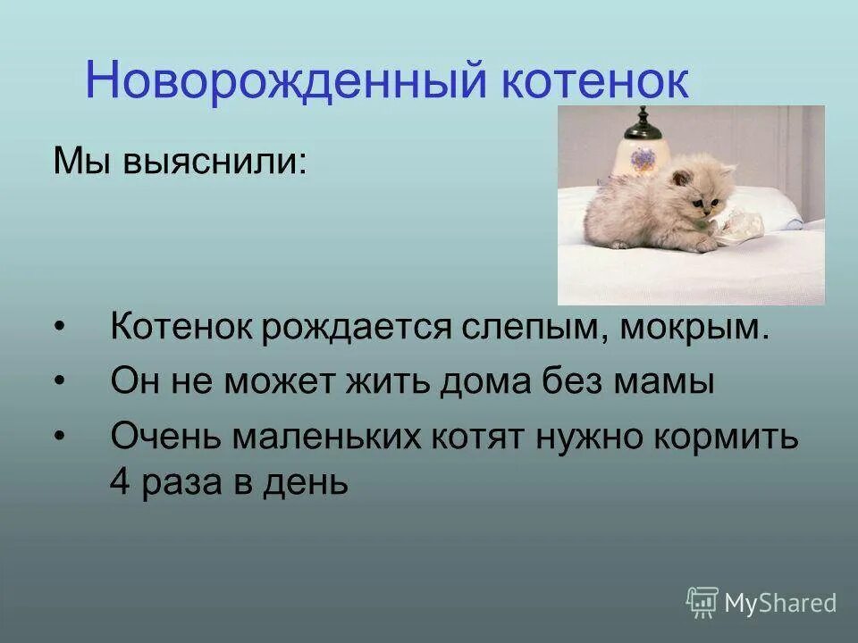 Сколько котята могут прожить без еды. Сколько кот может прожить без еды. Сколько может жить кот без еды. Сколько котенок может прожить без еды.