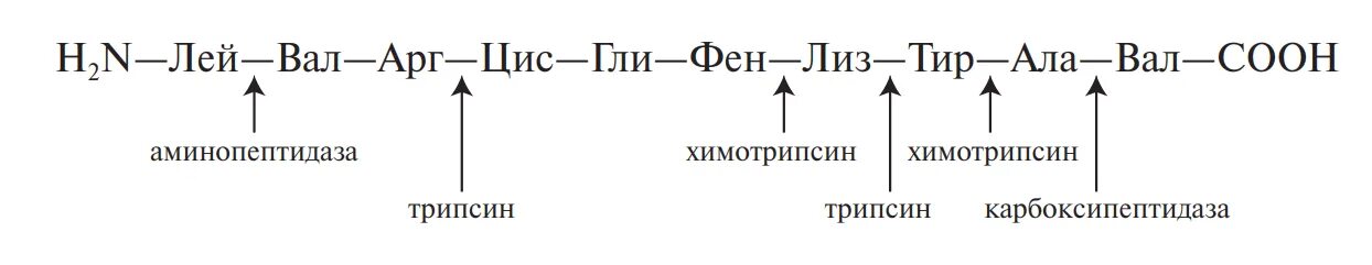 Трипсин формула биохимия. Расщепление Белоу трипсин. Трипсин действует на пептидные связи. Реакция распада полипептида.