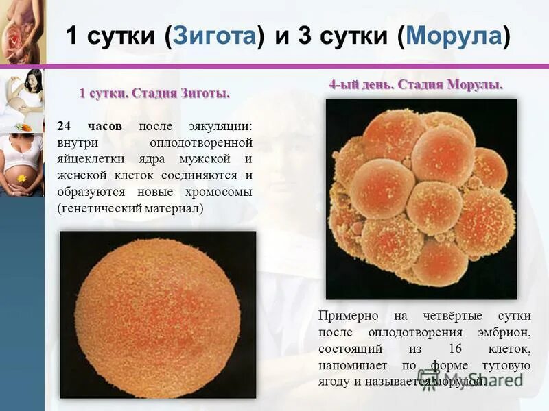 Генотип зиготы