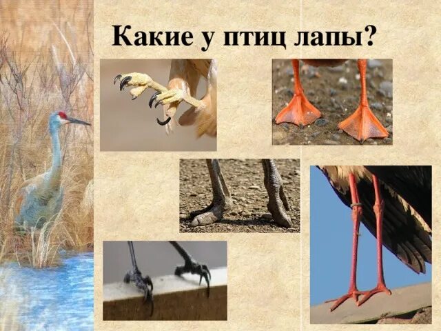 Лапы птиц. Лапы птиц и их названия. Изображение лап птиц. Строение лапы птицы. Чьи лапки