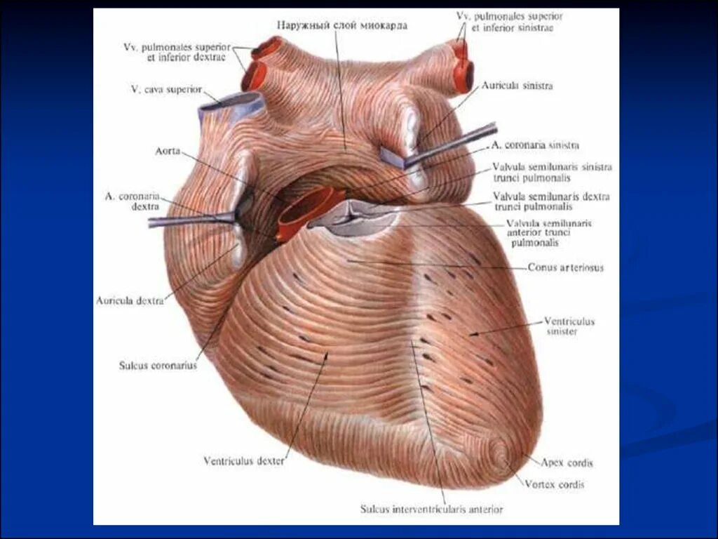 Миокард сердца анатомия. Слои миокарда сердца анатомия. Миокард предсердий и желудочков. Предсердие желудка