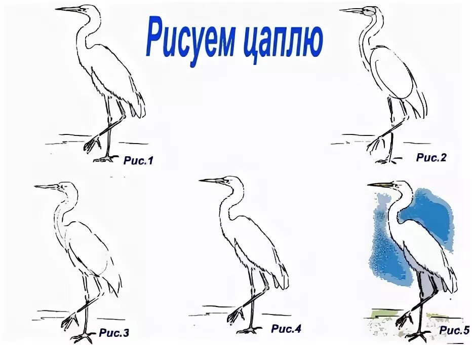 Цапля поэтапное рисование. Журавль поэтапное рисование. Цапля рисунок для детей карандашом. Поэтапное рисование Цапли для детей. Аист цапля и журавль отличия