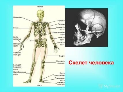 Врач по костям как называется