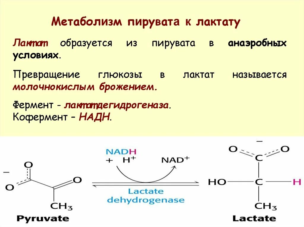 Превращение лактата в пирувата. Реакция превращения лактата в пируват. Образование лактата из пирувата. Реакция превращения пирувата в лактат. Реакция образования пировиноградной кислоты