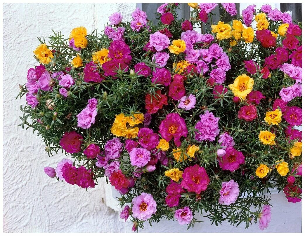 PLANTAS PARA JARDIM QUE GOSTAM DE SOL Flor onze horas, Onze-horas, Flor de jardi