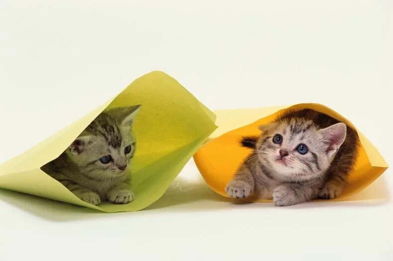 Наташа и коты мемы. Мем про наташу и котов. Котики комиксы смешные. Уэллс алфи невероятный кот. Стихотворение про кошку.