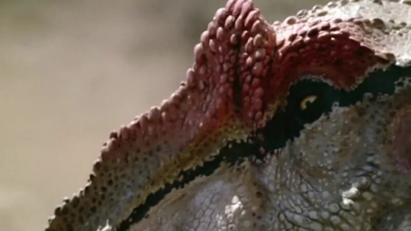 Bbc прогулки с динозаврами гигантский коготь. Прогулки с динозаврами баллада о большом але. аллозавр баллада о большом але. прогулки с динозаврами 2000. фильм большой ал динозавр.