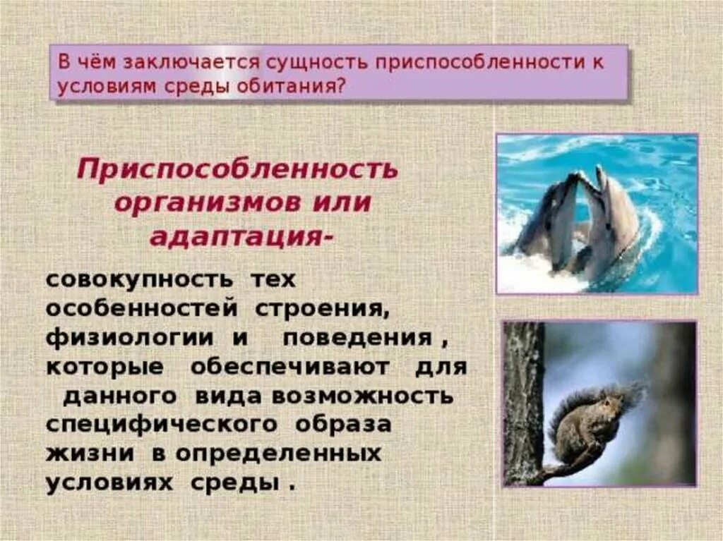 Примеры адаптации живых организмов. Приспособленность организмов к условиям среды. Приспособленность организмов к условию робитания. Приспособленность к среде обитания. Приспособленность организмов к среде обитания.