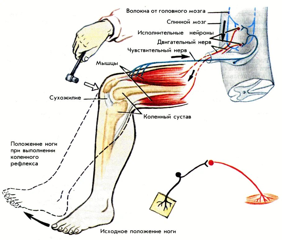 Рефлексы цена. Рефлекторная дуга двигательного рефлекса. Рефлекторная дуга разгибательного коленного рефлекса. Локтевой разгибательный рефлекс рефлекторная дуга. Дуга коленного рефлекса схема.