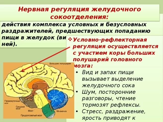 Где расположены центры регуляции
