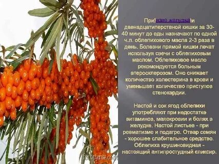 Можно ли есть облепиху при диабете
