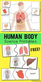 Organs parts of body