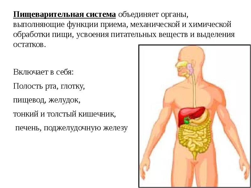 Органы выполняющие общие функции. Функции пищеварительной системы анатомия. Пищеварительная система человека и их функции. Система органов пищеварительная органы и функции. Какие функции выполняют органы пищеварительной системы.