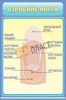 Свободный край ногтя