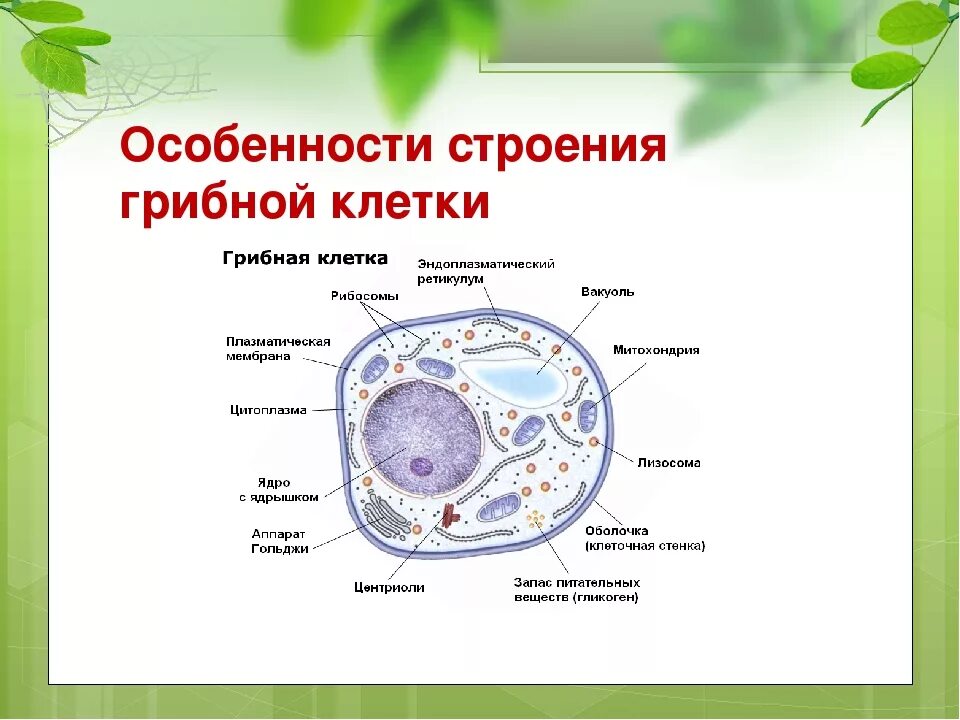 Клетка гриба строение и функции. Особенности строения клетки гриба. Органоиды грибной клетки строение. Функции органоидов грибной клетки. Клетки гриба не имеют ядра