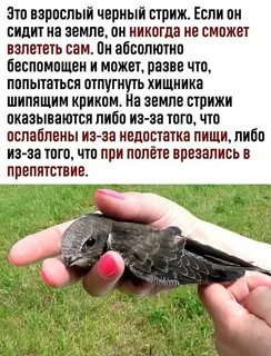 Стриж на земле что делать