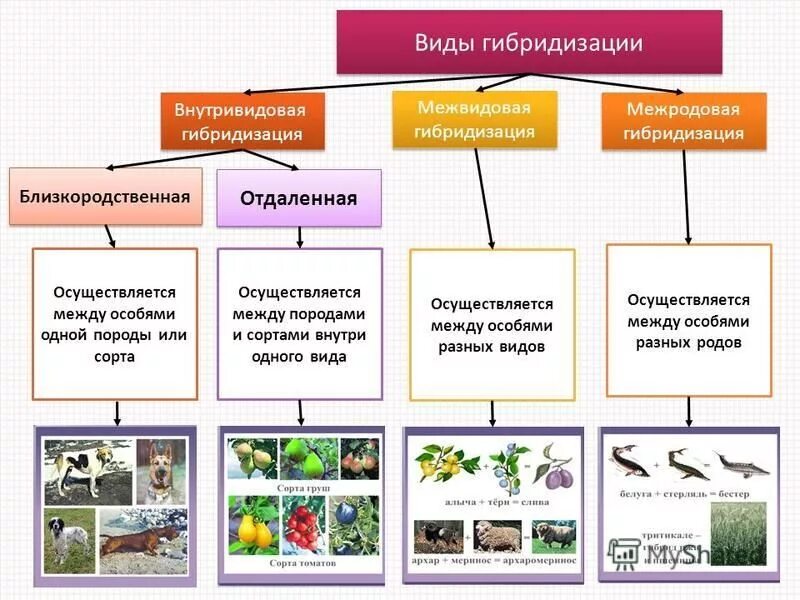 Гибридизация культур. Гибридизация в селекции растений и животных таблица. Внутривидовая гибридизация примеры растений и животных. Метод отдаленной гибридизации растений. Внутривидовая гибридизация примеры.