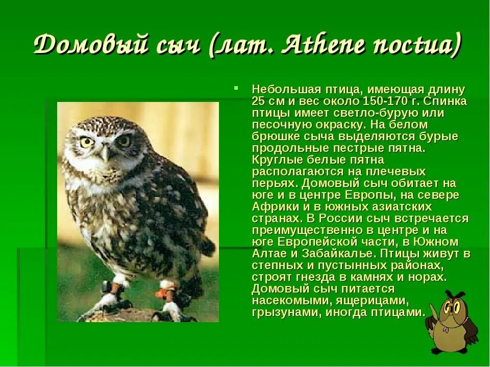 Как сыч что значит. Домовой сыч красная книга. домовой сыч красная книга брянской области. домовой сыч описание. домовый сыч размер.