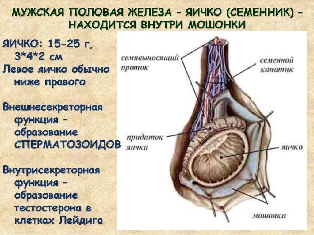 Анатомия мочеполовой системы - презентация онлайн