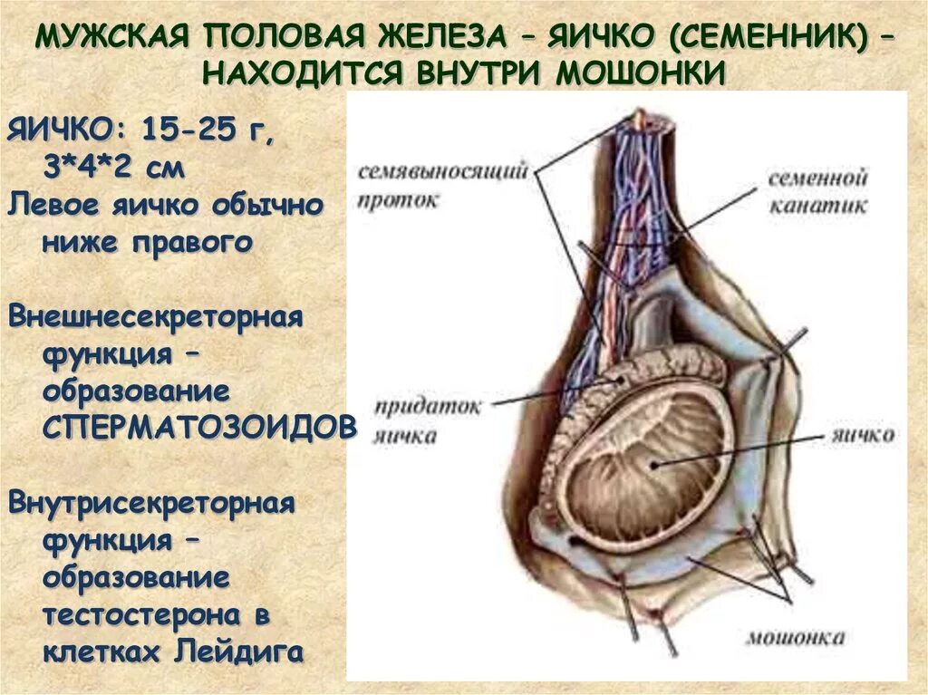 Яичко функции анатомия. Топография и строение яичка. Мужская половая система анатомия строение яичек.