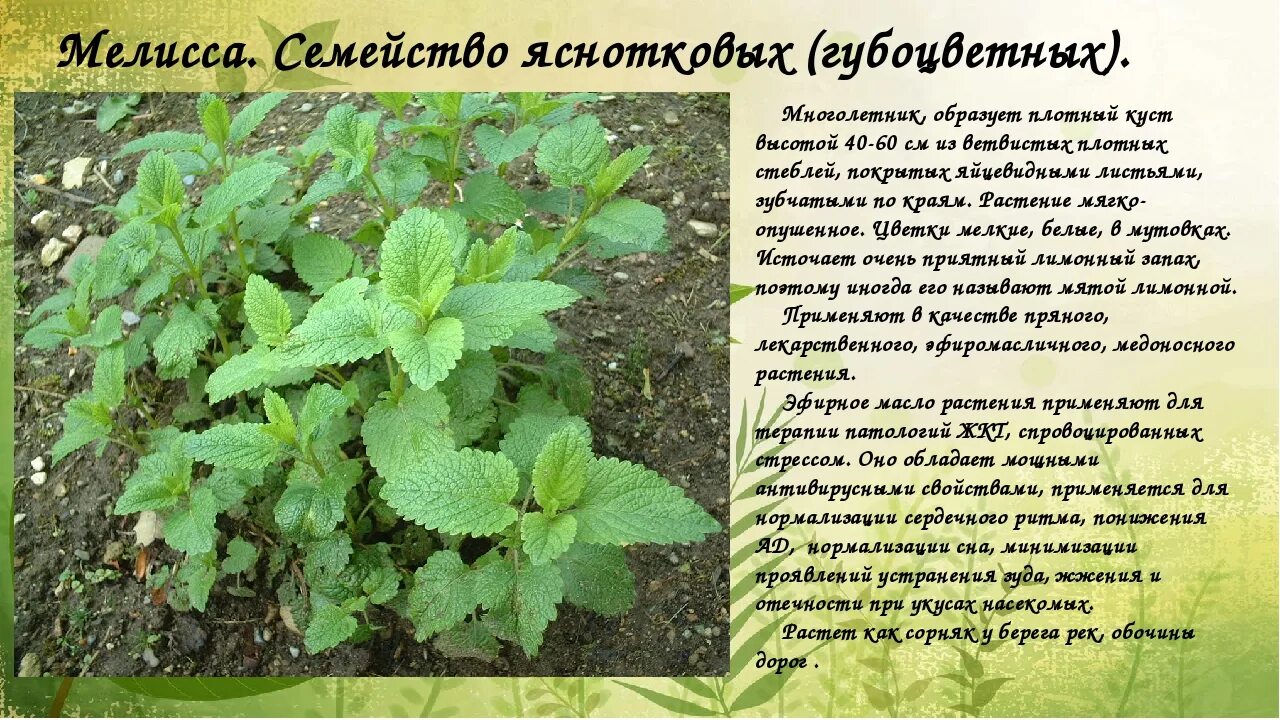 7 трав для женского здоровья Трава, Растения, Здоровье