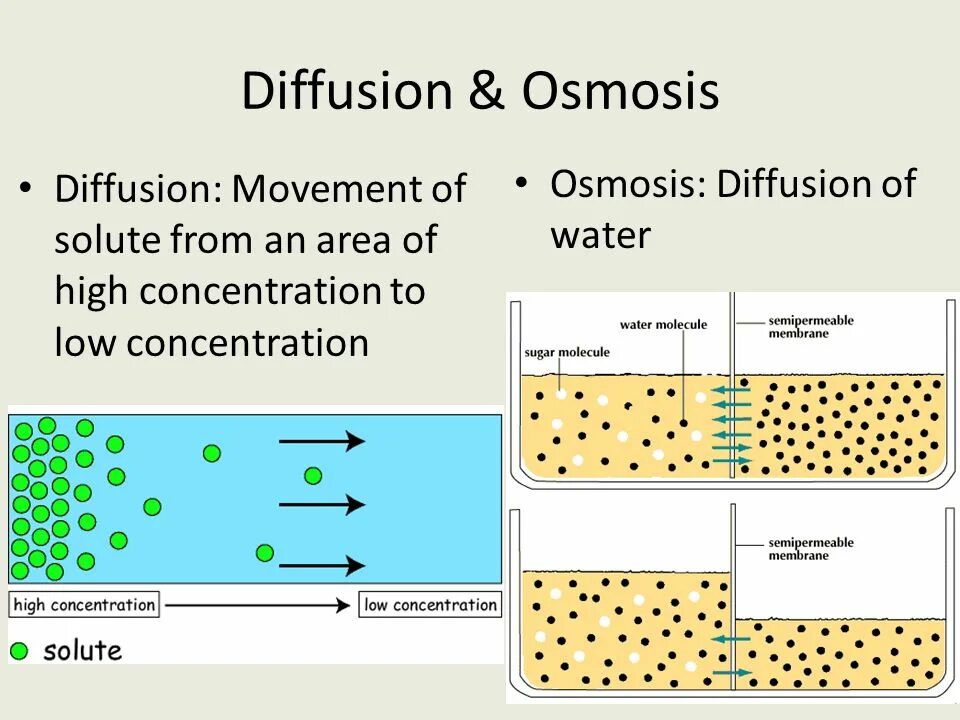 Diffusion download. Osmosis and diffusion. examples of osmosis diffusion and active transport. diffusion presentation. osmosis and diffusion process in plant.