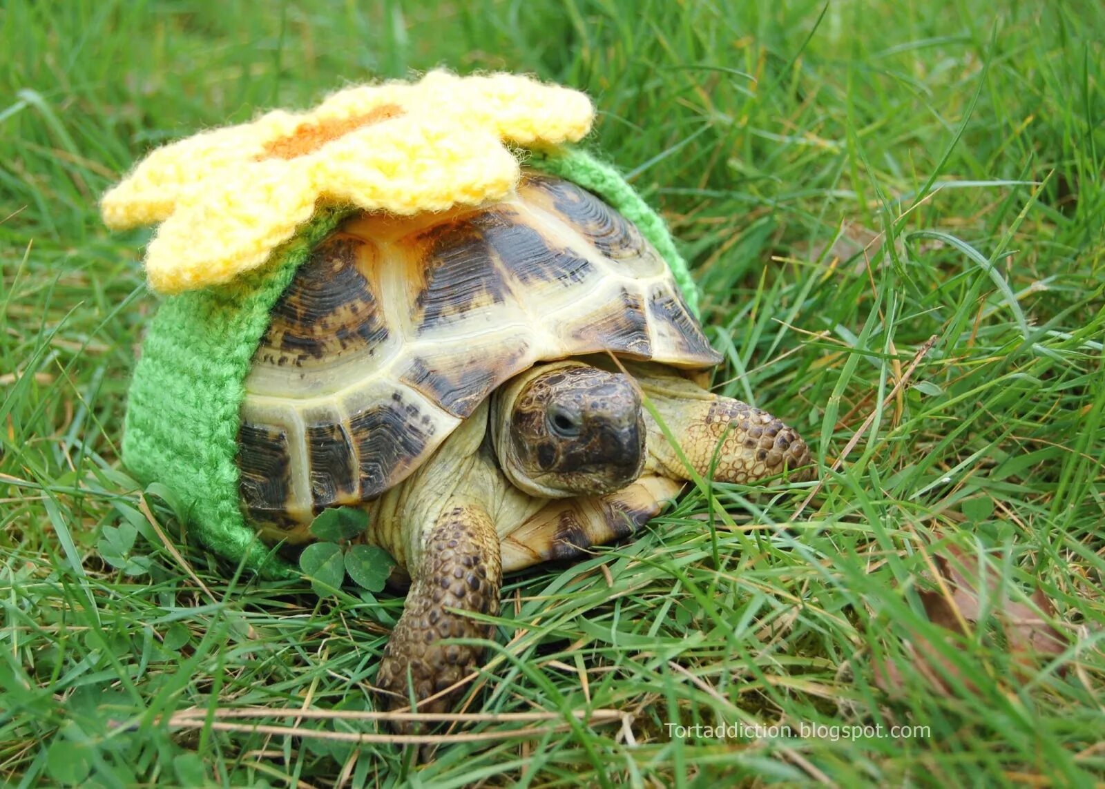 Fast tortoise