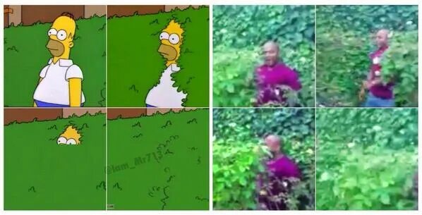 медведь мем. гомер в кустах. гомер симпсон в кустах. медведь из кустов мем. медведь из кустов.