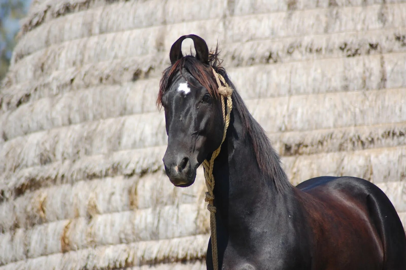 Indian horse. Лошади породы марвари. Лошади Индии марвари. Пегий марвари. Марвари уши.